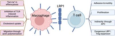 Multi-faceted role of LRP1 in the immune system